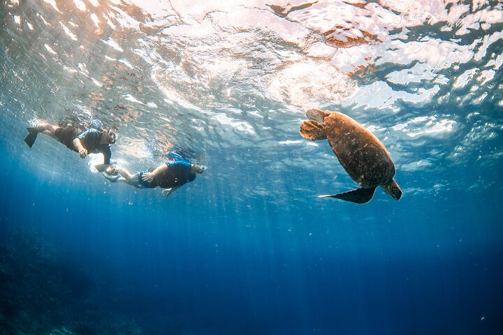 Maui Turtle Town Snorkel with Free Photo and Video - Photo 1 of 25